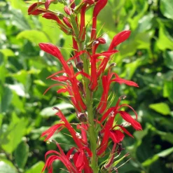 Cardinal Flower Seed Pack