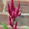 Celosia Seed Pack