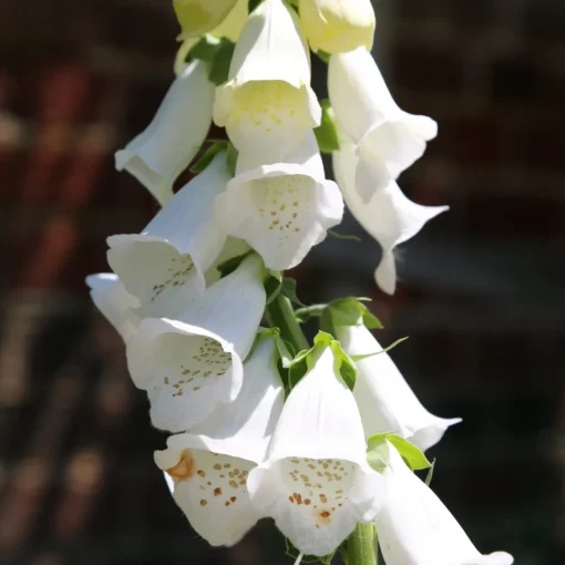 Foxglove Seed Pack