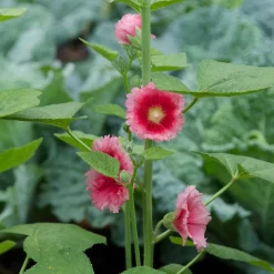 Hollyhock Seed Pack