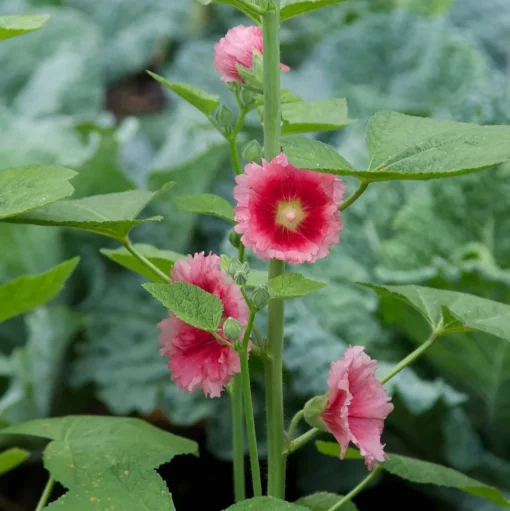 Hollyhock Seed Pack