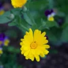 Pot Marigold Seed Pack