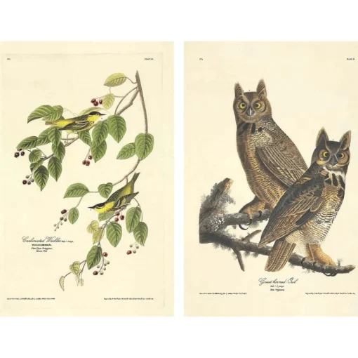 The Birds of America