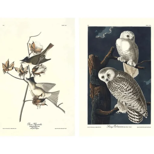 The Birds of America